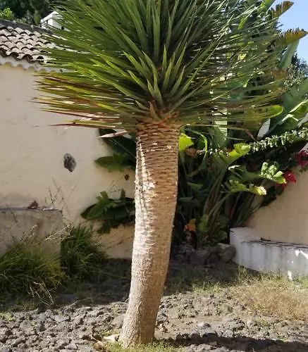 La Casita De La Vega 伊科德·德·洛斯·维诺斯